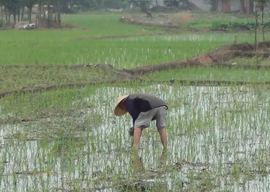 旱養模式(shi)托起緻富(fu)夢