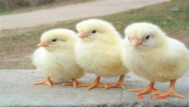 【飼料廣(guang)角】聖迪樂——中(zhong)國(guo)安(an)全蛋品(pin)領(ling)航者